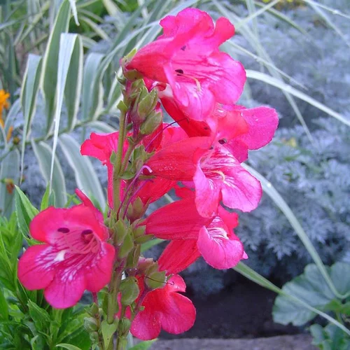 Penstemon - Le pot de 4 litres