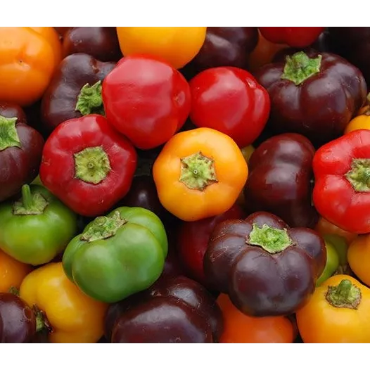 Bio zaden van Paprika Mini Bell mix
