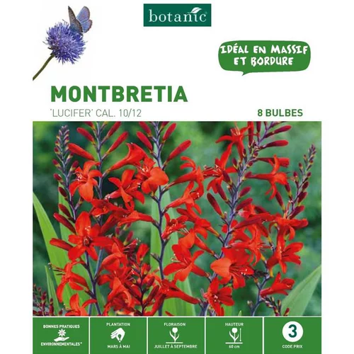 Montbretia Lucifer rouge botanic® - 8 bulbes