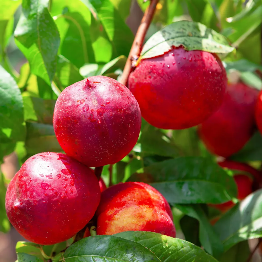 Nectarine Flavor Top Prunus persica nucipersica Flavor Top