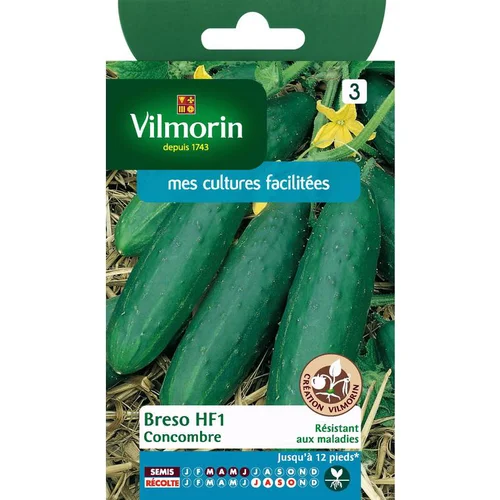 Graines de Concombre Bredo HF1 Vilmorin - graines à semer