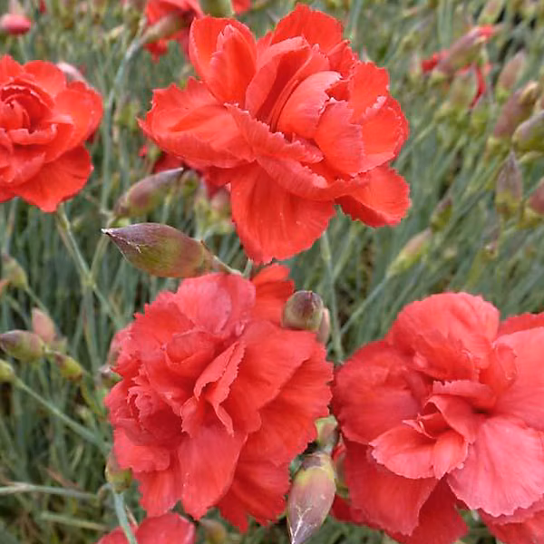 6 x Œillet mignardise 'Heidi' – Dianthus plumarius 'Heidi', godet 9cm x 9cm