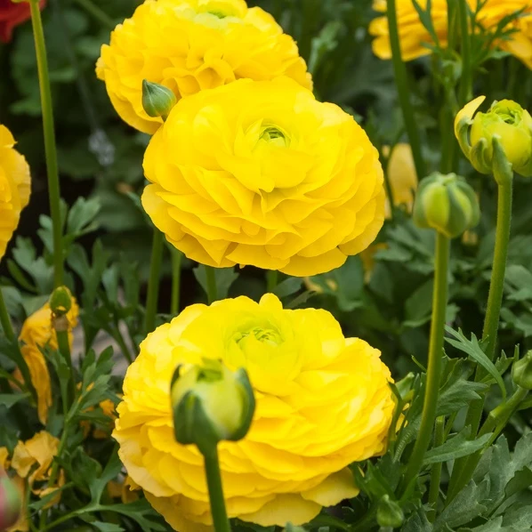 10 Renoncules jaunes Ranunculus yellow