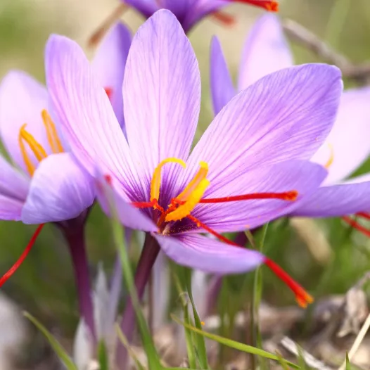Saffraan bollen - Crocus sativus - per 5