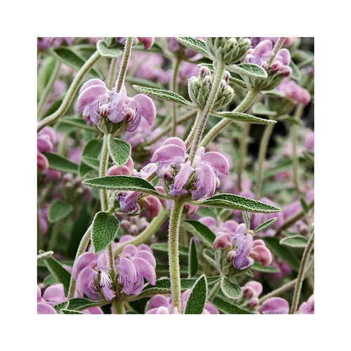 Phlomis purpurea en pot de 3 litres