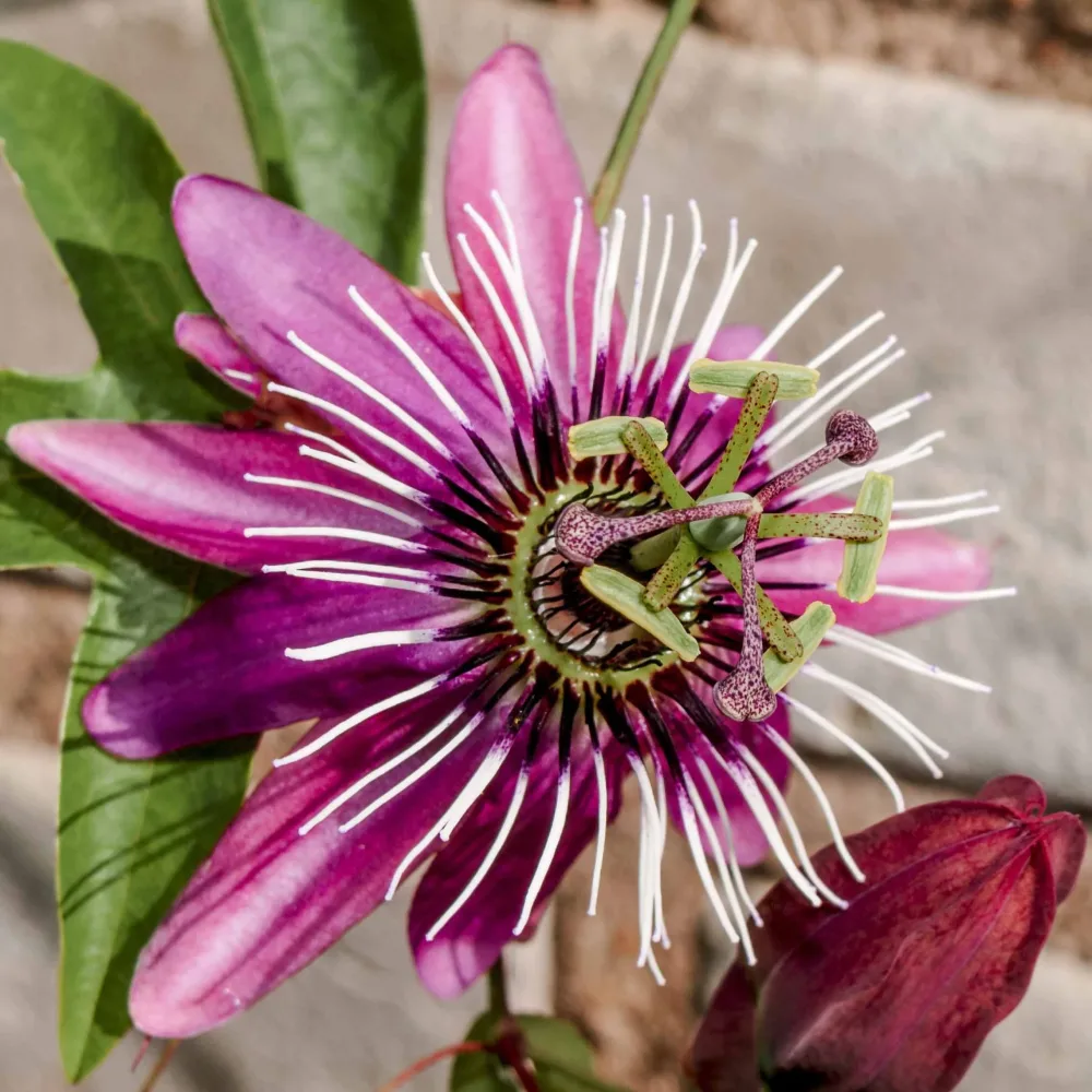 Passiflore Victoria Passiflora caerulea victoria