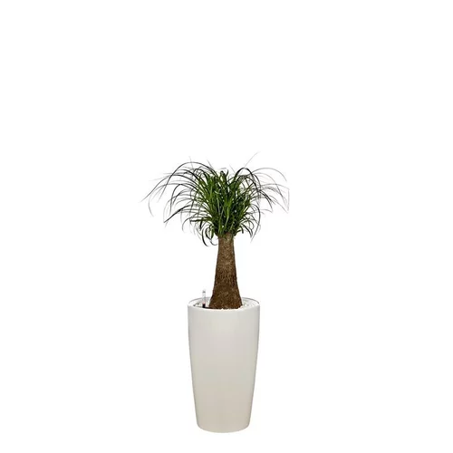 Beaucarnea tronc droit et son pot Rondo premium Ø 32 blanc