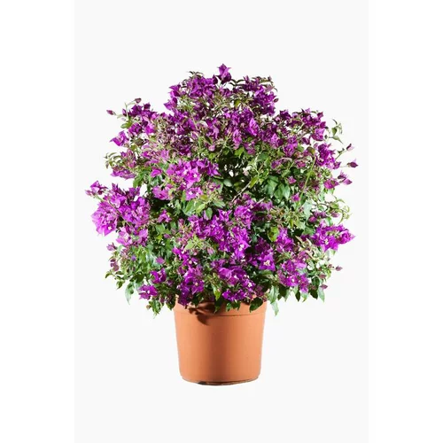 Bougainvillier Varié Boule – Pot de 3L