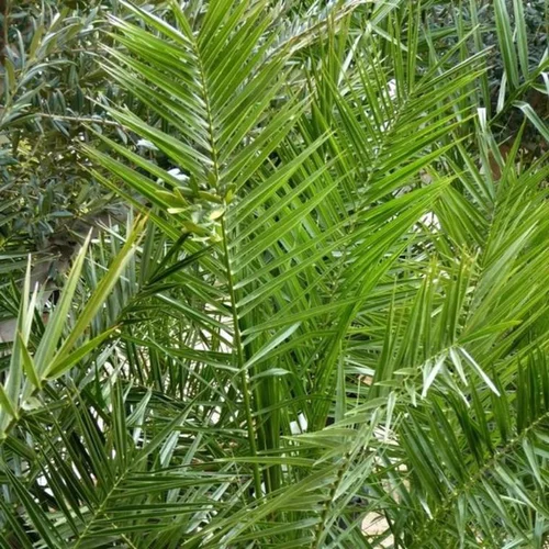 Palmier (Phoenix canariensis) P22