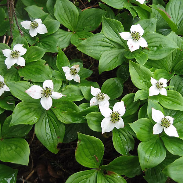 6 x Cornouiller du Canada – Cornus canadensis, godet 9cm x 9cm