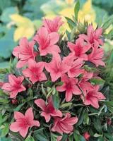 Azalée Japonaise variée (Azalea Japonica) 1/2 tige. Le pot de 12 litres