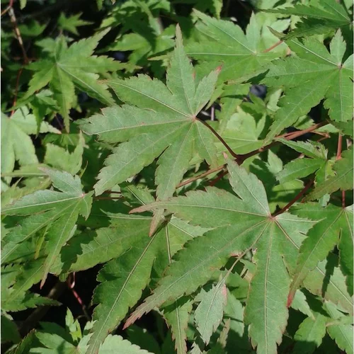 Erable du Japon (Acer Palmatum) Bouture. Le pot de 5 litres