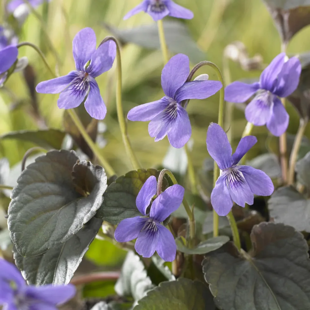 Violette de Labrador Viola labradorica