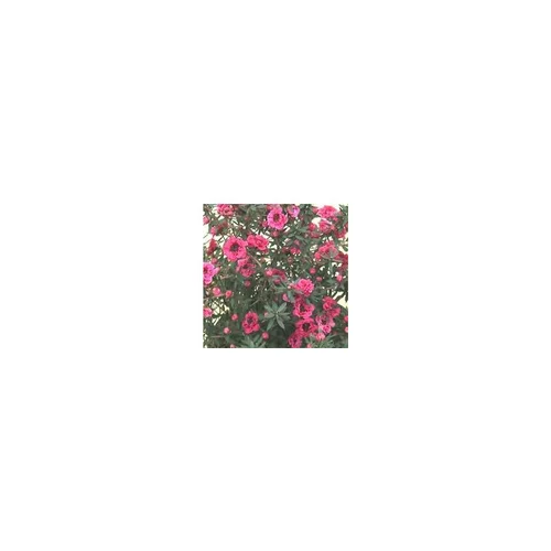 Leptospermum Scoparium ou Arbre à thé rose en pot de 7 L