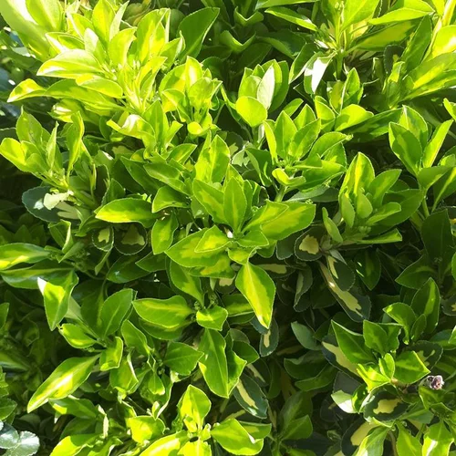 Euonymus Japonicus Aureopictus (fusain du Japon) en pot de 18 L jaune