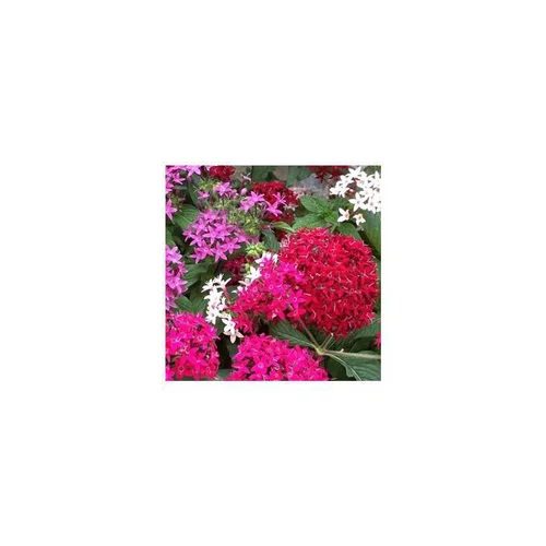 Pentas - La coupe