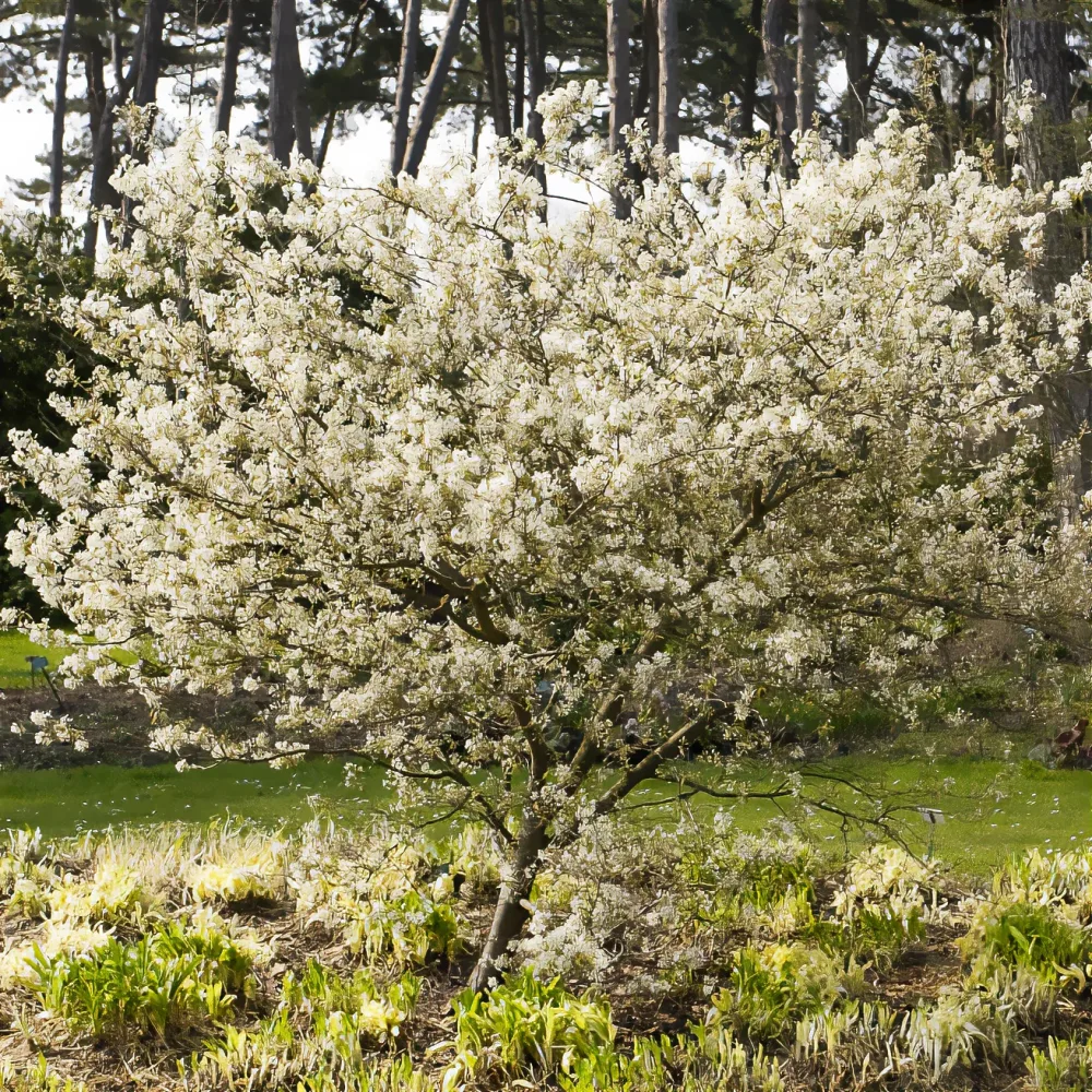 Amélanchier lisse Amelanchier laevis