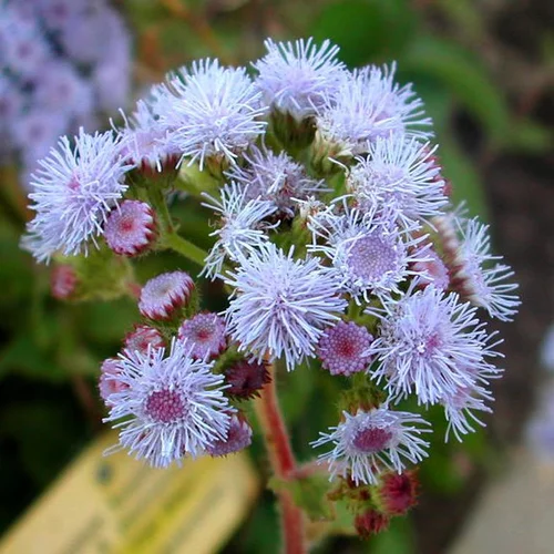 Agératum (Agérate du Mexique) à fleurs bleues - La barquette de 10 plants en godets 7 x 7 cm