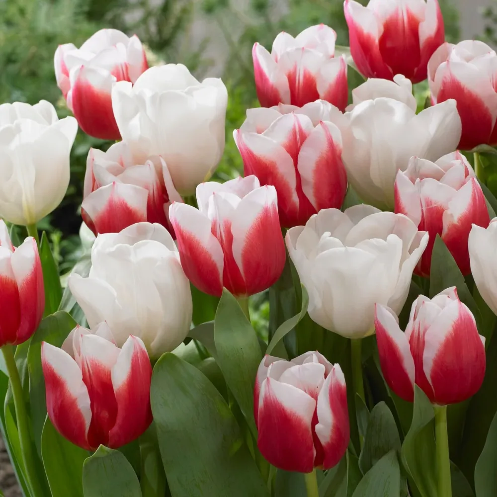 10 Tulipes Red snow en mélange Tulipa 'red snow'