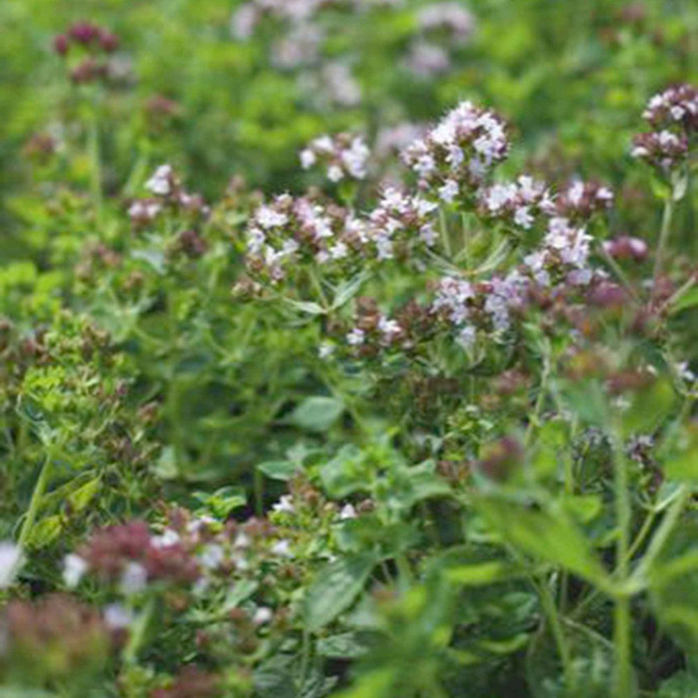 Origan - Marjolaine vivace Bio Origanum vulgare