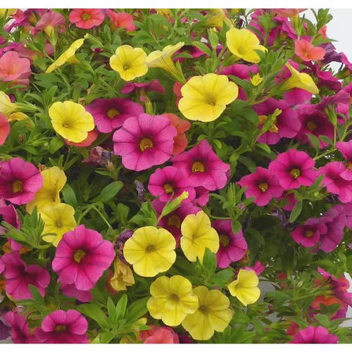 Calibrachoa - Le pot de 2,5 litres