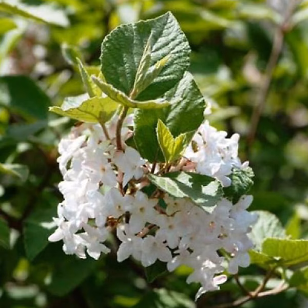 2 x Viorne obier 'Compactum' | Viburnum opulus 'Compactum' – 25 – 30 cm pot