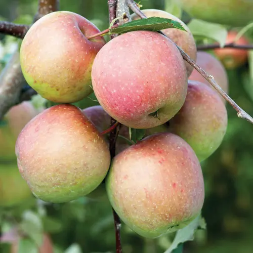 Pommier Fuji coloris multicolore - 35 L