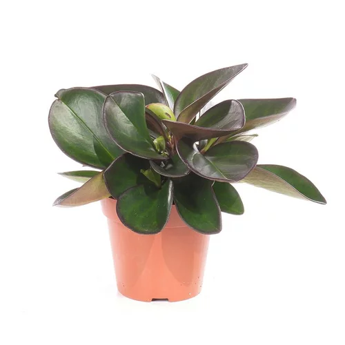 Peperomia clusifolia