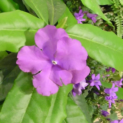 Brunfelsia - Le pot de 4 litres