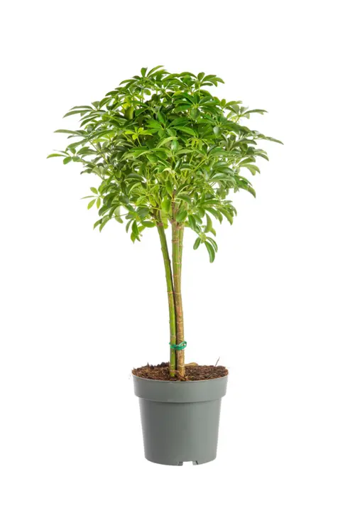 Schefflera Luseana avec tronc tressé vert. Le pot Ø 21 cm