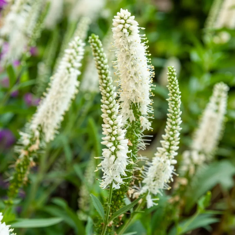 Véronique en épis blanche Veronica spicata alba