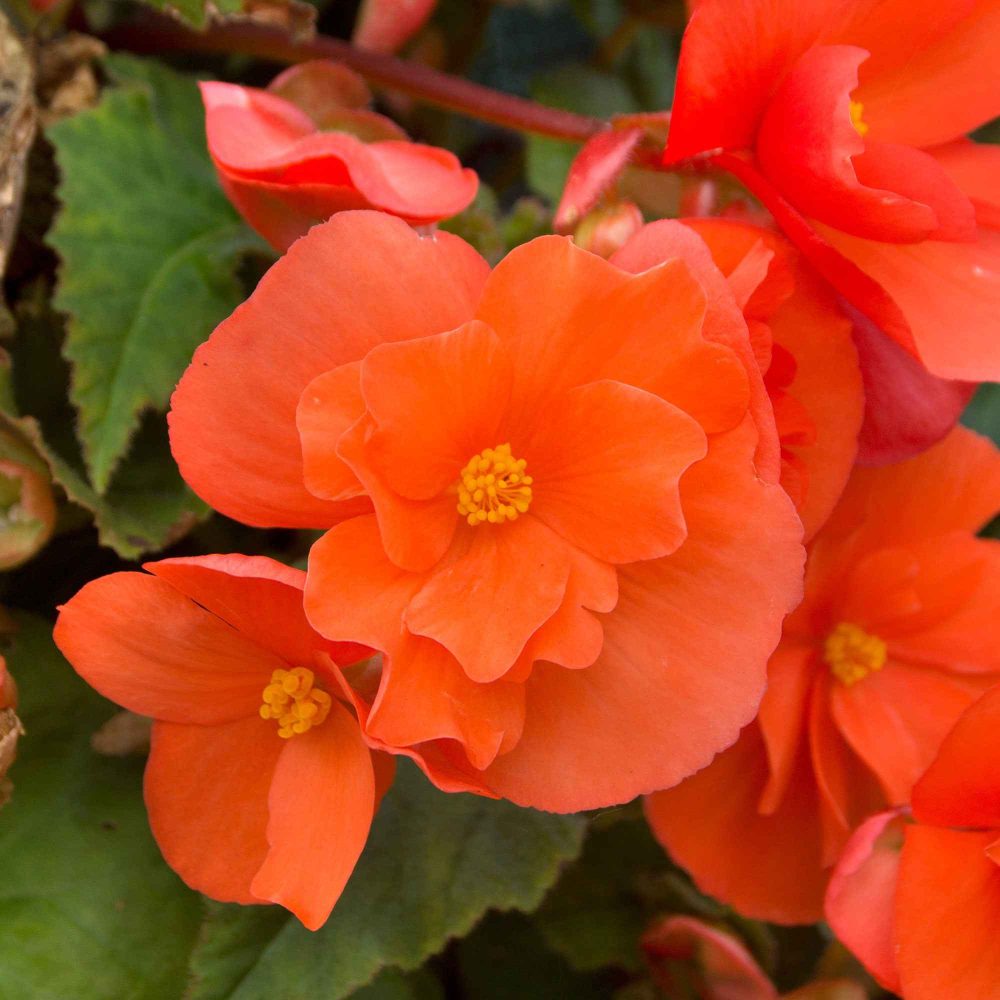4 Bégonias retombants orange Begonia pendula