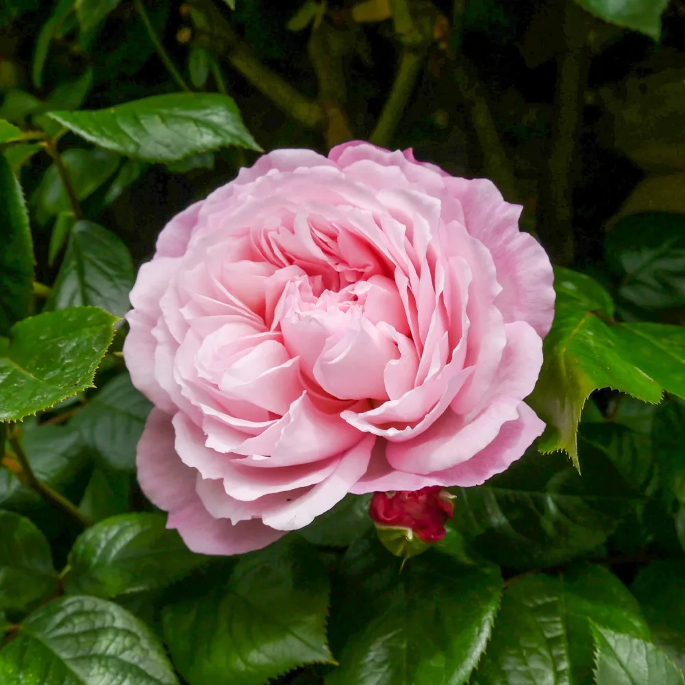 Rosier anglais grimpant The Generous Gardener® Ausdrawn Rosa The Generous Gardener® Ausdrawn