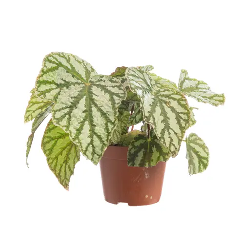 Bégonia rex multicolore. Le pot de Ø 12 cm