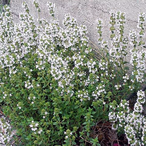 6 x Thym commun 'Compactus' – Thymus vulgaris 'Compactus', godet 9cm x 9cm