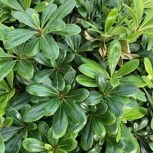 Pittosporum Tobira Nana. Le pot de 9 litres
