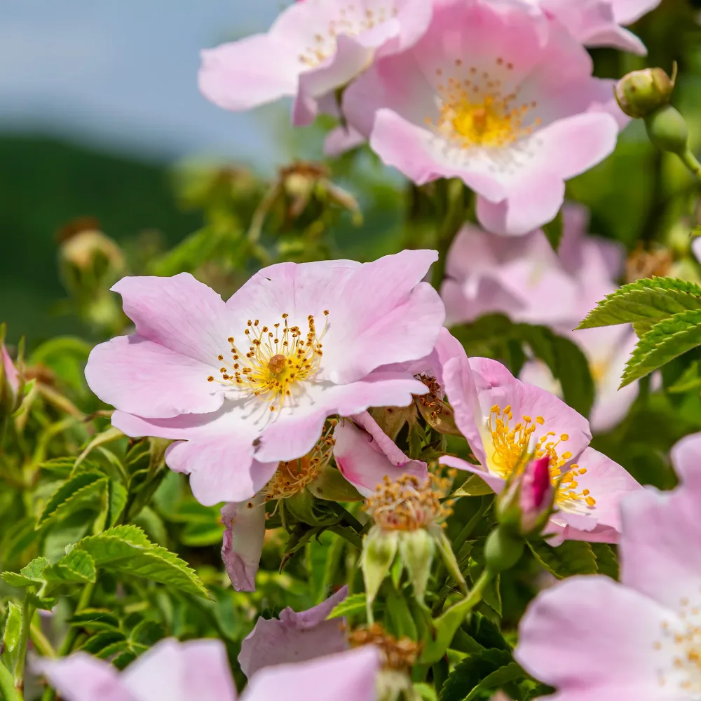 Rosier des chiens - Eglantier Rosa canina