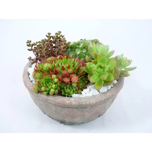 composition de plantes grasses - La coupe