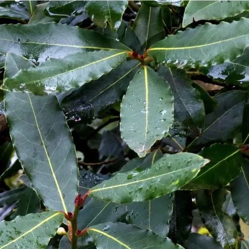 Laurus Nobilis ou Laurier sauce Tige en pot de 9 L