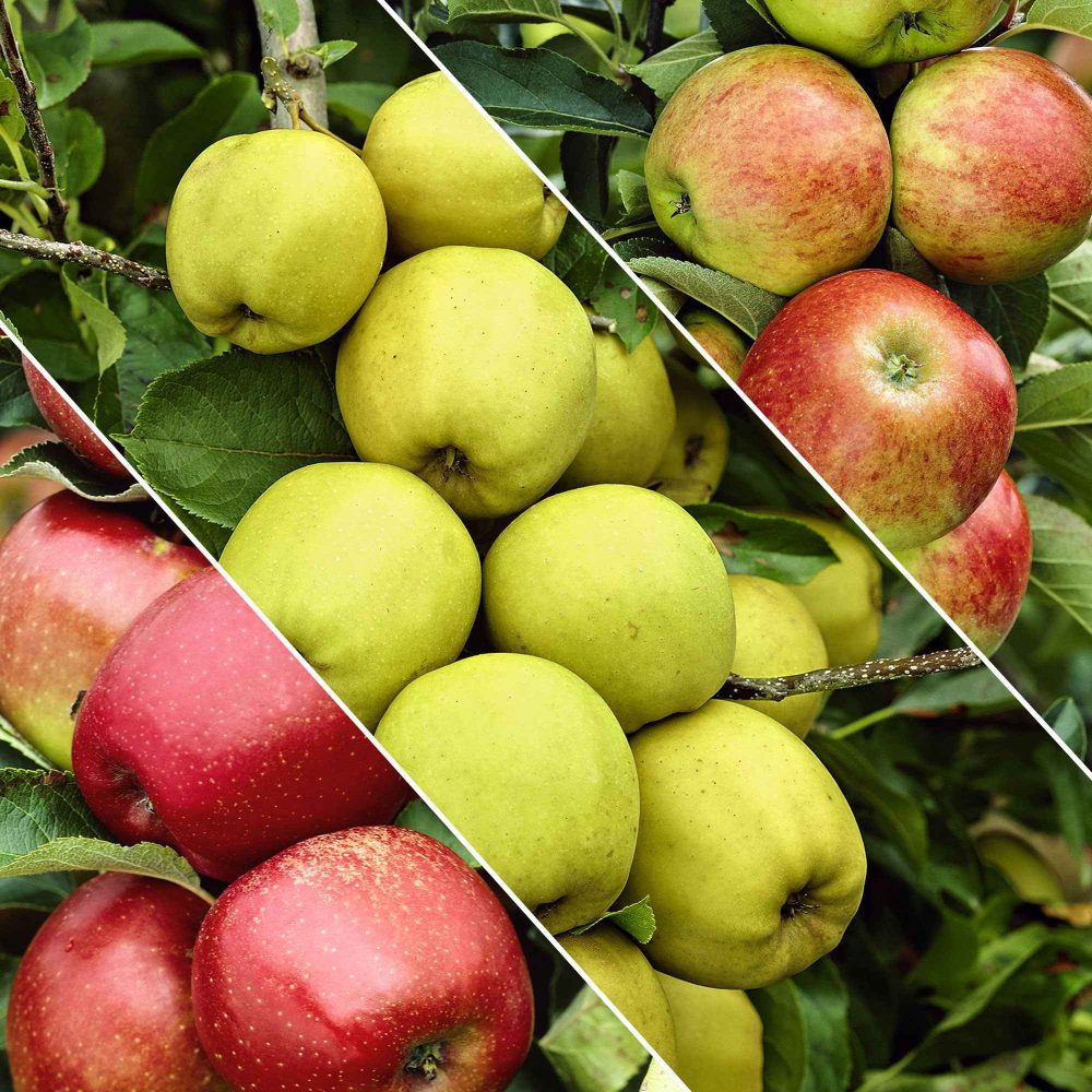 Pommier sur tige 3 variétés en 1 Malus domestica Jonagored, Golden Delicious, Elstar