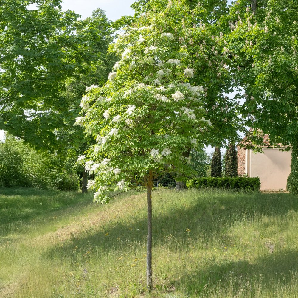 Frêne à fleurs Fraxinus ornus