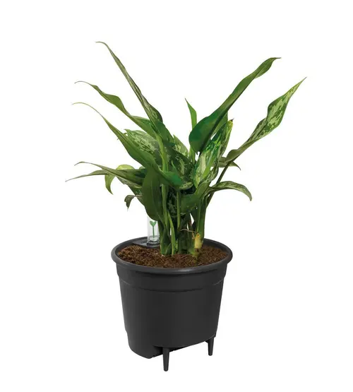 Self-watering insert d’arrosage automatique living noir Elho - 21 cm