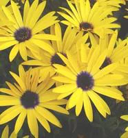 Osteospermum Symphony - Le pot de 10,5 cm