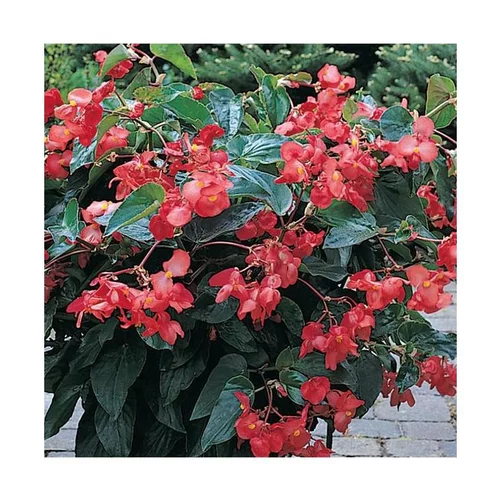 Begonia Big - La coupe de 25 cm