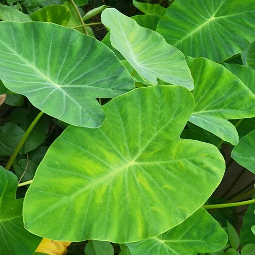 Colocasia esculenta 'Pink China' - Oreille d'éléphant Colocasia esculenta var. pink china