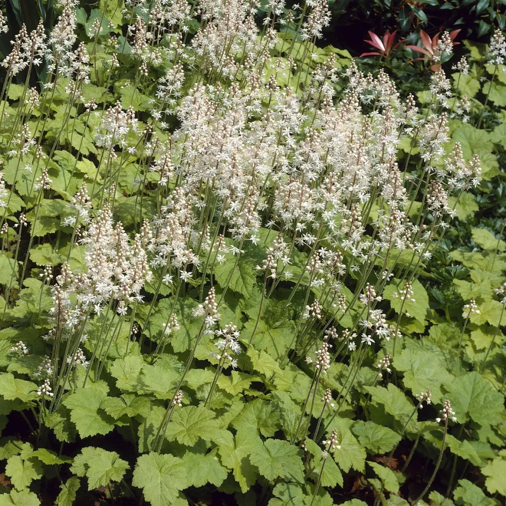Tiarelle cordifoliée Tiarella cordifolia