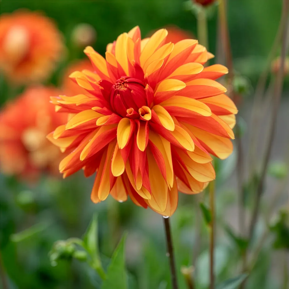 Dahlia Japlou Dahlia Jablou