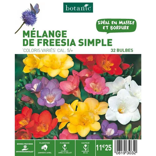 Mélange Freesia Simple botanic® - 32 bulbes