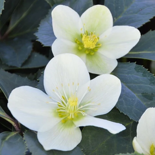 Hellébore Snow Love Helleborus nigercors snow love