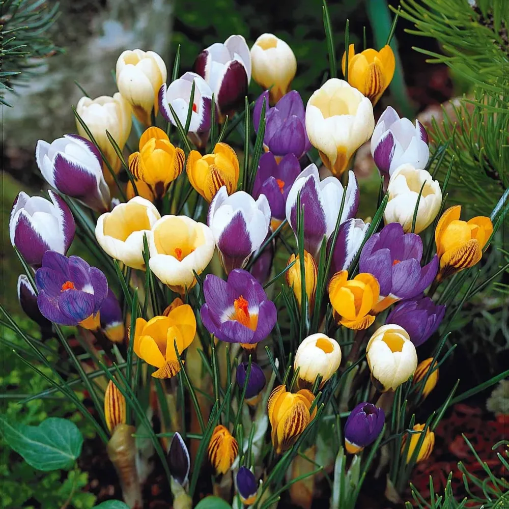 50 Crocus botaniques en mélange Crocus chrysanthus